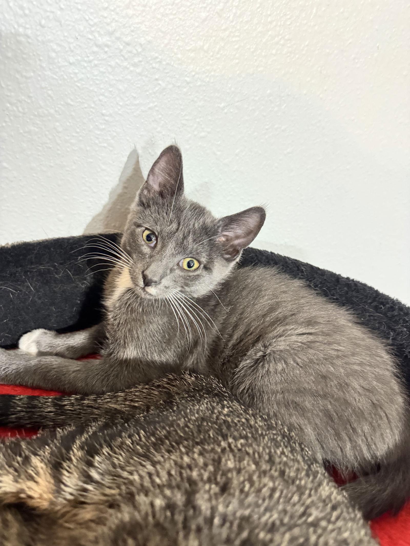 Enlarge Muffin, a Adoptable Domestic Short Hair in Land O Lakes, FL image 1/1