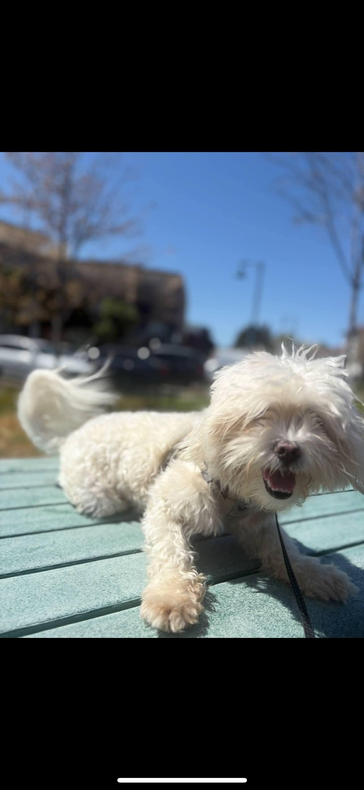 Zoey Woahy