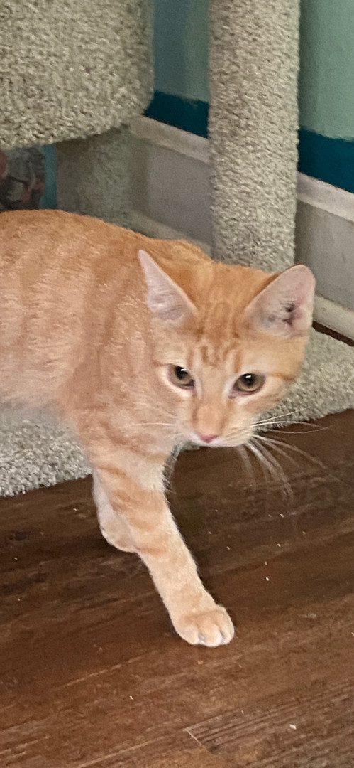 Enlarge Coco, a Adoptable mixed breed in Kansas City, MO image 1/3