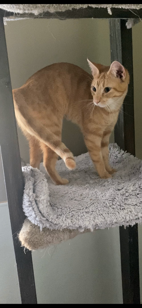 Enlarge Coco, a Adoptable mixed breed in Kansas City, MO image 2/3