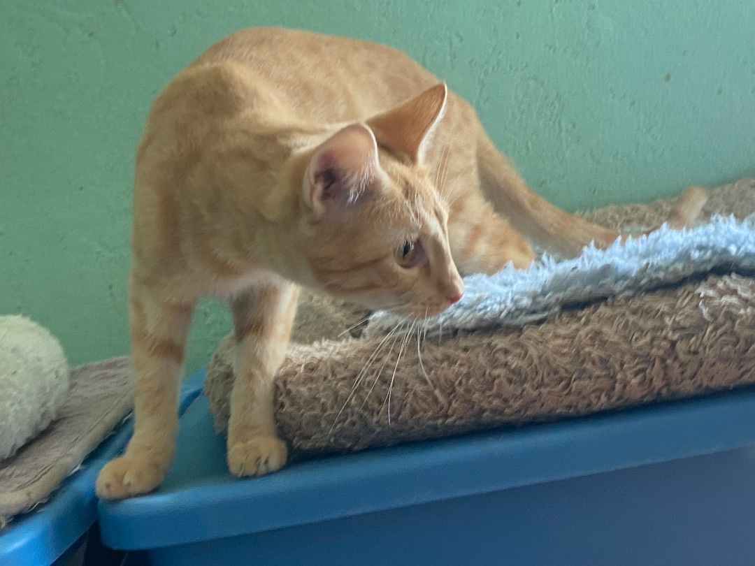 Enlarge Coco, a Adoptable mixed breed in Kansas City, MO image 3/3