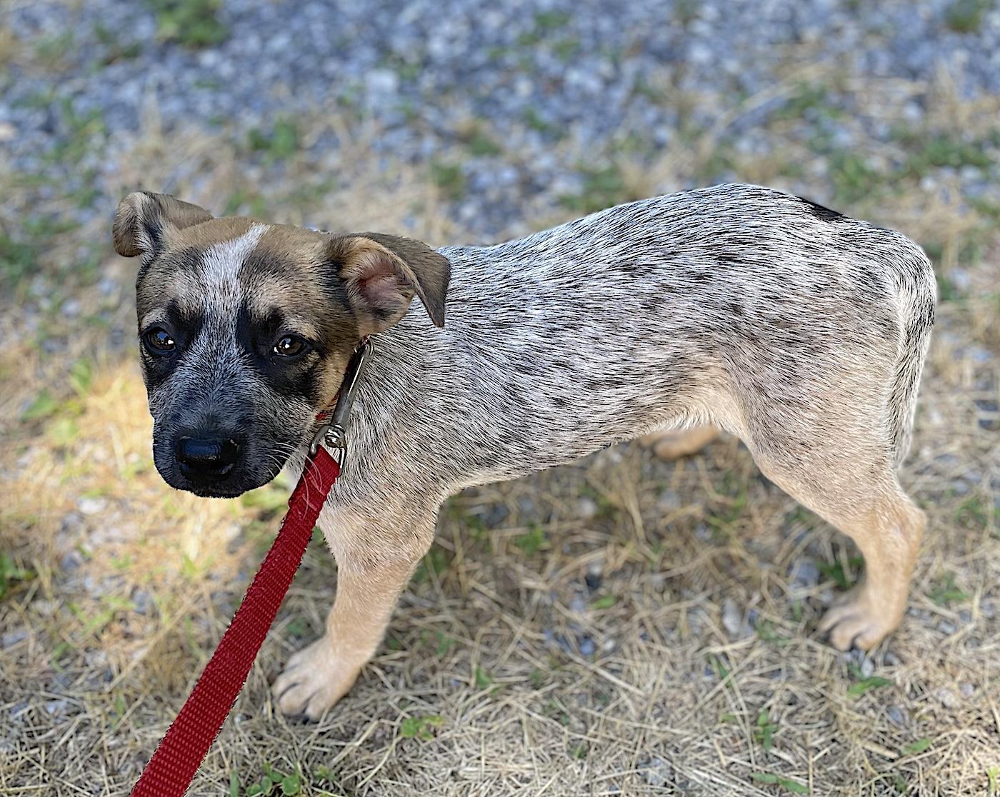 Pebbles, a ADOPTABLE mixed breed in Bedford, VA image 3/3