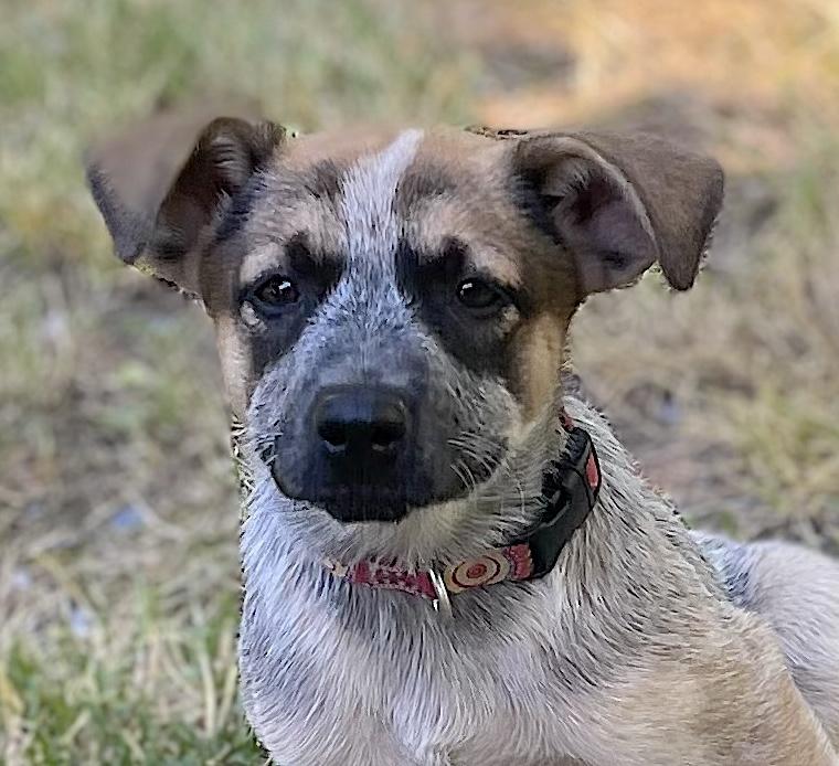 Pebbles, a ADOPTABLE mixed breed in Bedford, VA image 1/3