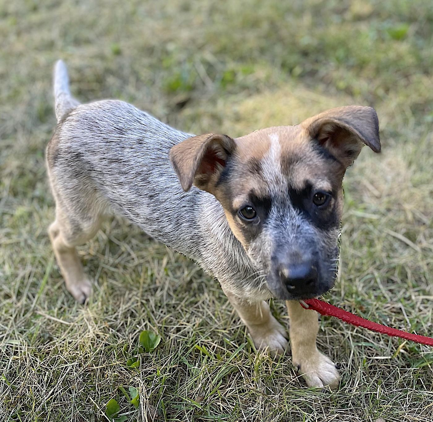 Pebbles, a ADOPTABLE mixed breed in Bedford, VA image 2/3
