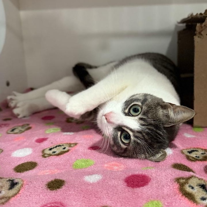 Stevie, an adoptable Domestic Short Hair Mix in Penn Yan, NY_image-1