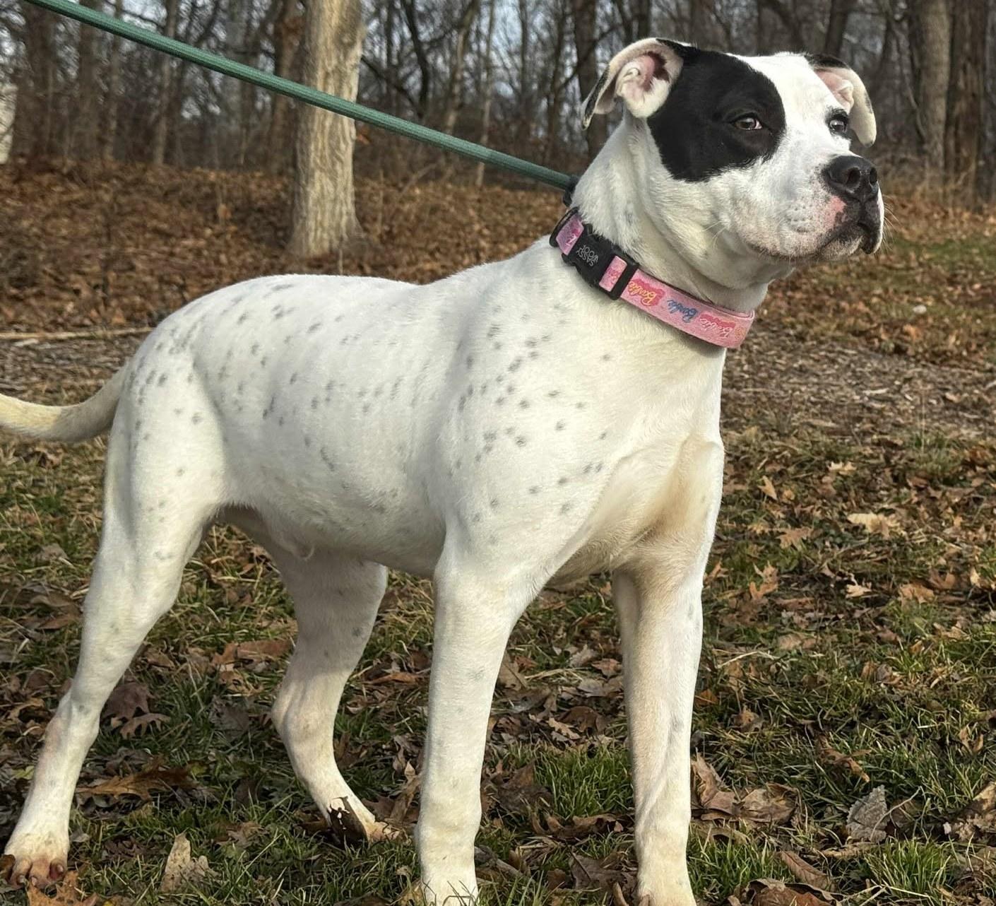 Enlarge ruzzo, a ADOPTABLE mixed breed in MARION, IN image 2/6