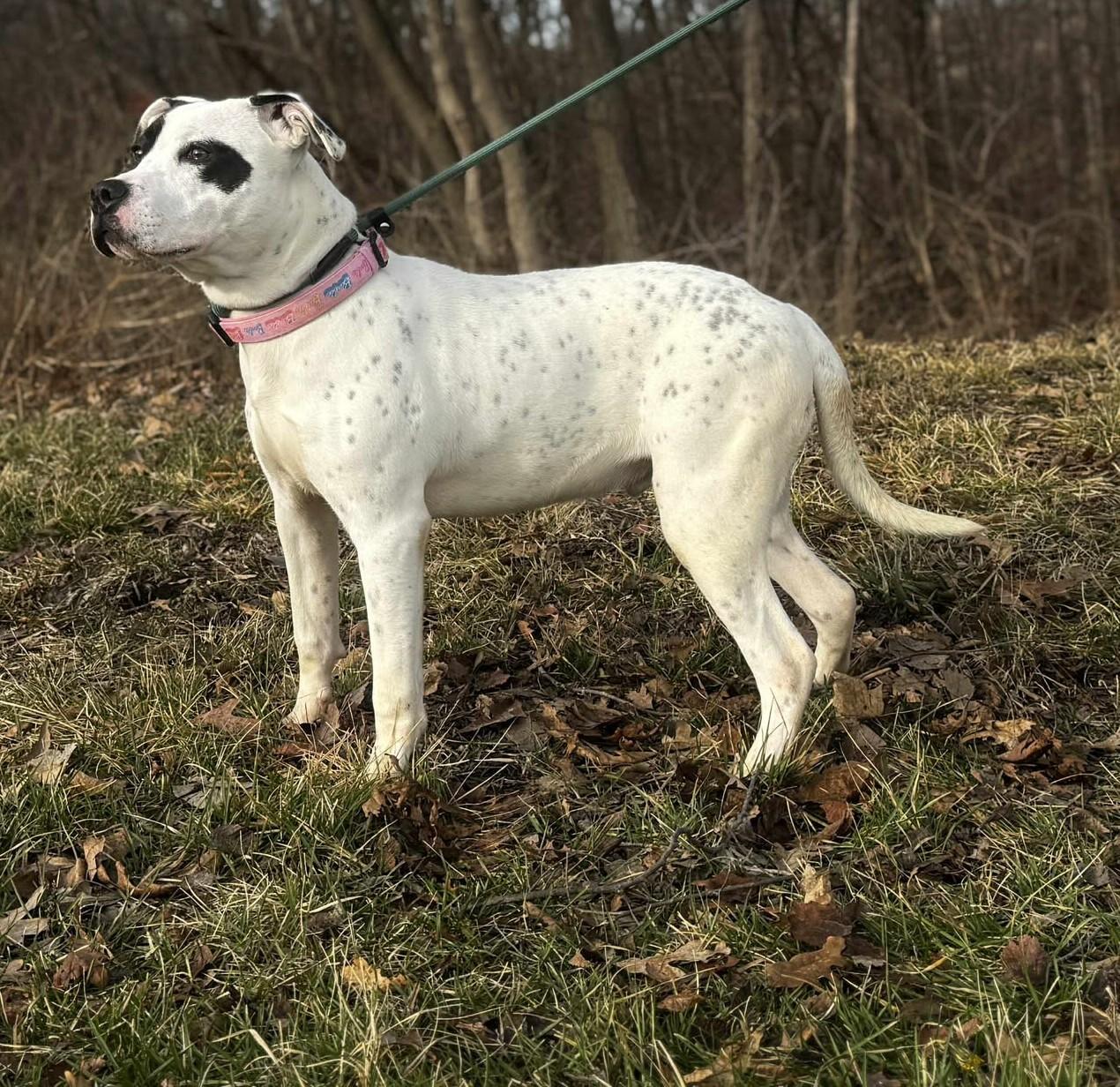 Enlarge ruzzo, a ADOPTABLE mixed breed in MARION, IN image 5/6