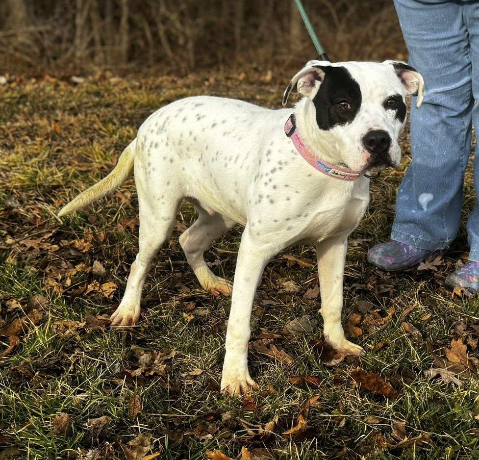 Enlarge ruzzo, a ADOPTABLE mixed breed in MARION, IN image 6/6