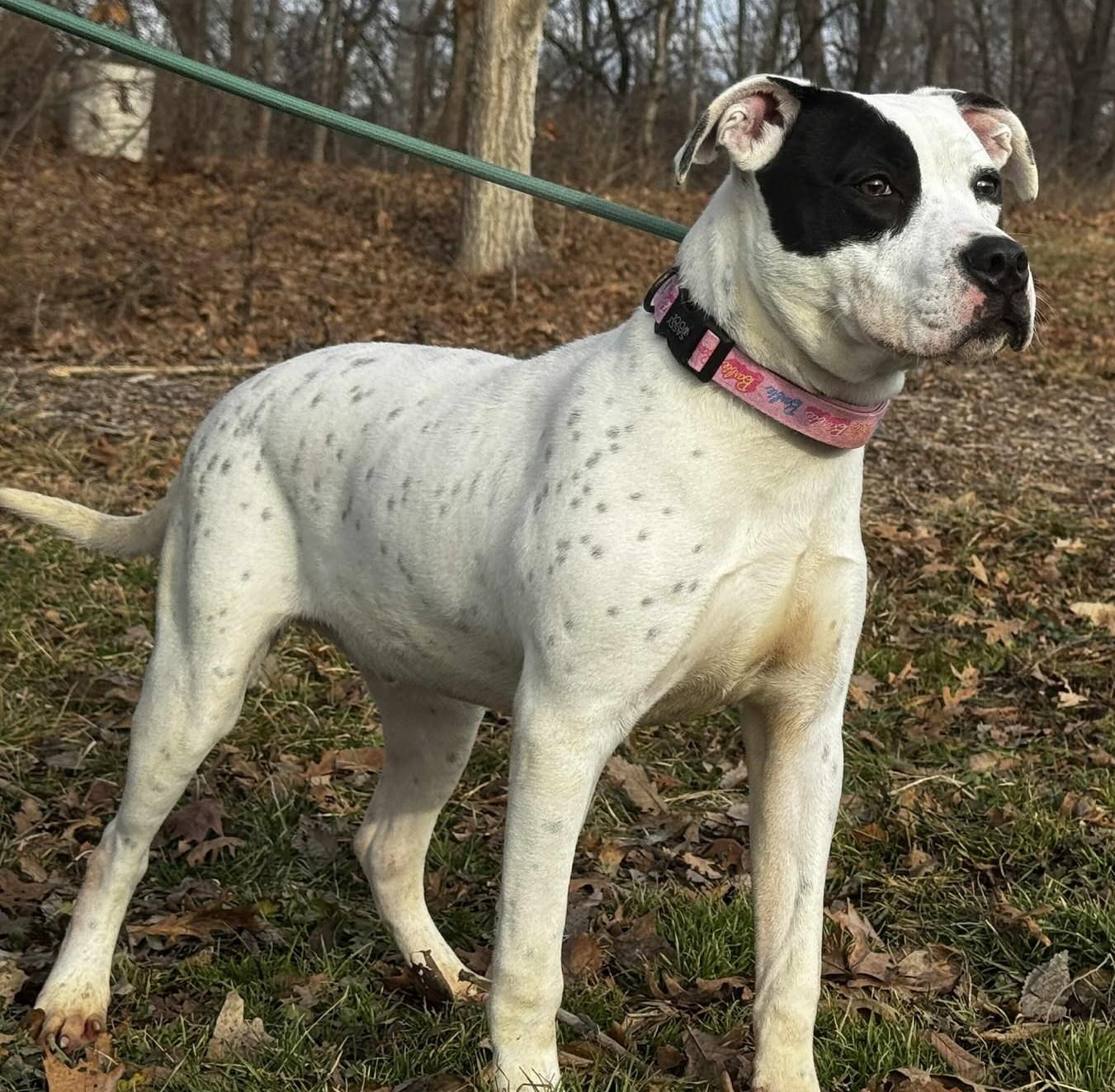 Enlarge ruzzo, a ADOPTABLE mixed breed in MARION, IN image 4/6