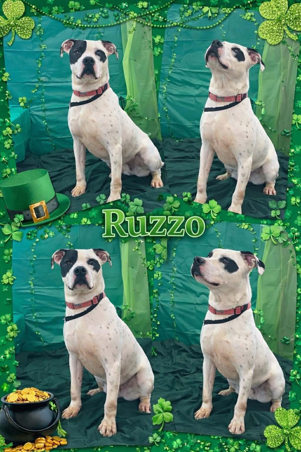 Enlarge ruzzo, a ADOPTABLE mixed breed in MARION, IN image 3/6