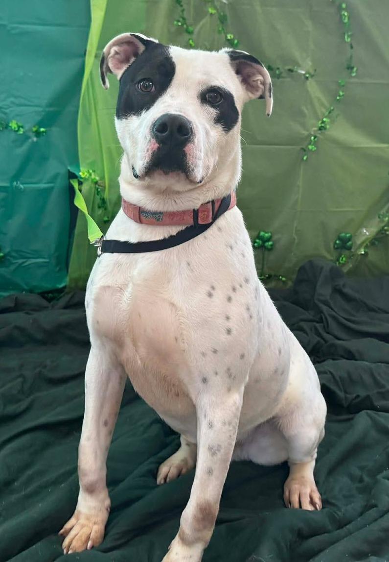 ruzzo, ADOPTABLE, Young Male Pit Bull Terrier & Dalmatian.