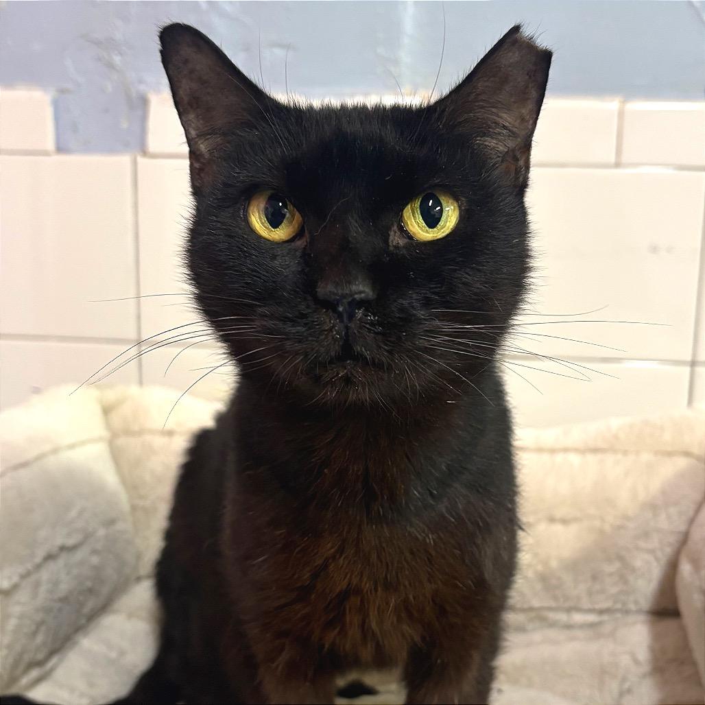 Little Bit, Adoptable, Adult Female Domestic Short Hair.