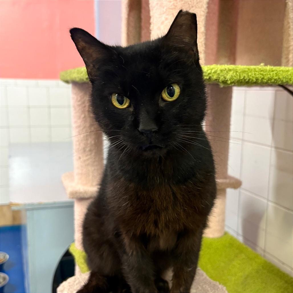 Enlarge Little Bit, a Adoptable Domestic Short Hair in Fort Lauderdale, FL image 2/6