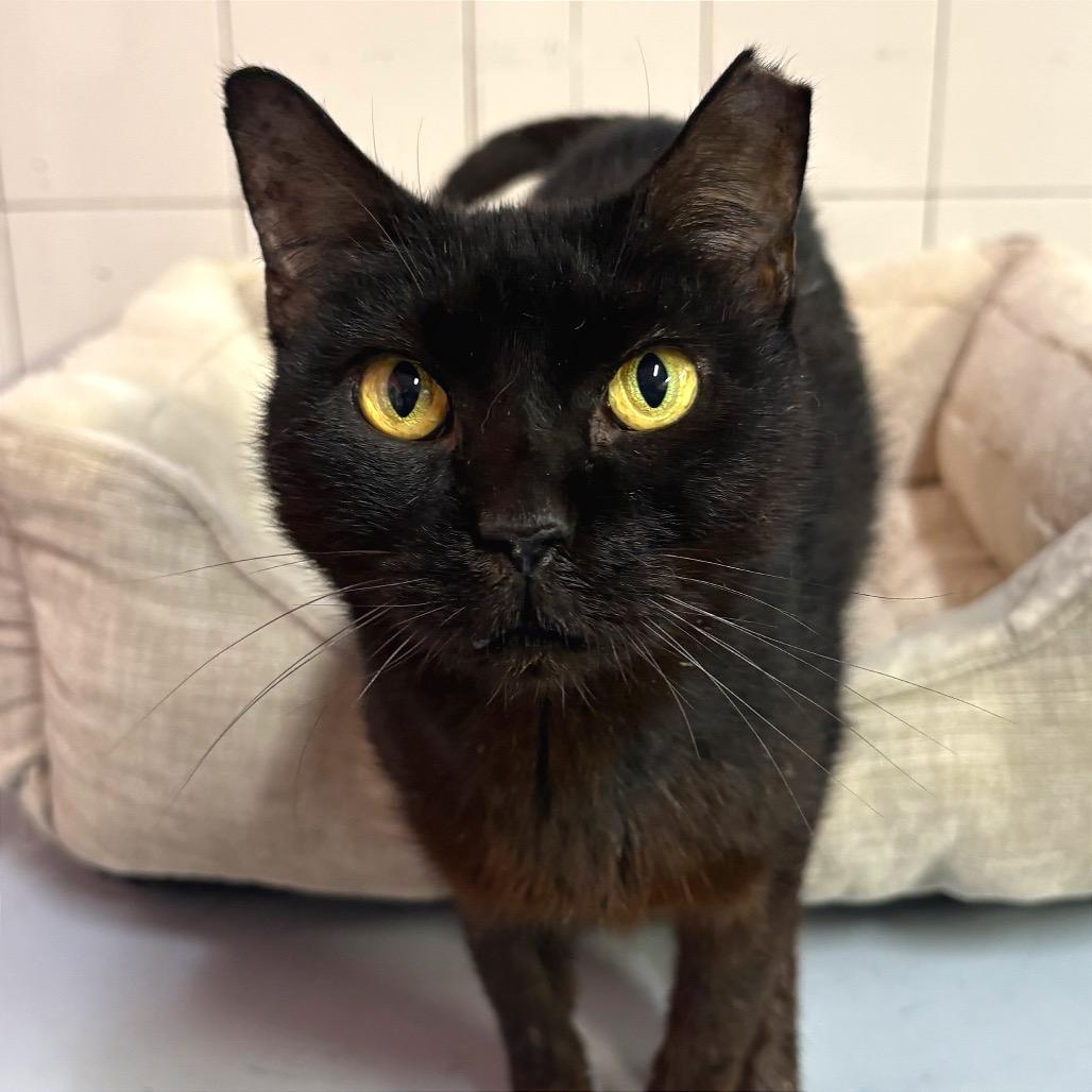 Enlarge Little Bit, a Adoptable Domestic Short Hair in Fort Lauderdale, FL image 3/6