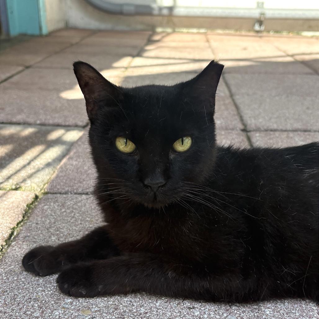 Enlarge Little Bit, a Adoptable Domestic Short Hair in Fort Lauderdale, FL image 4/6