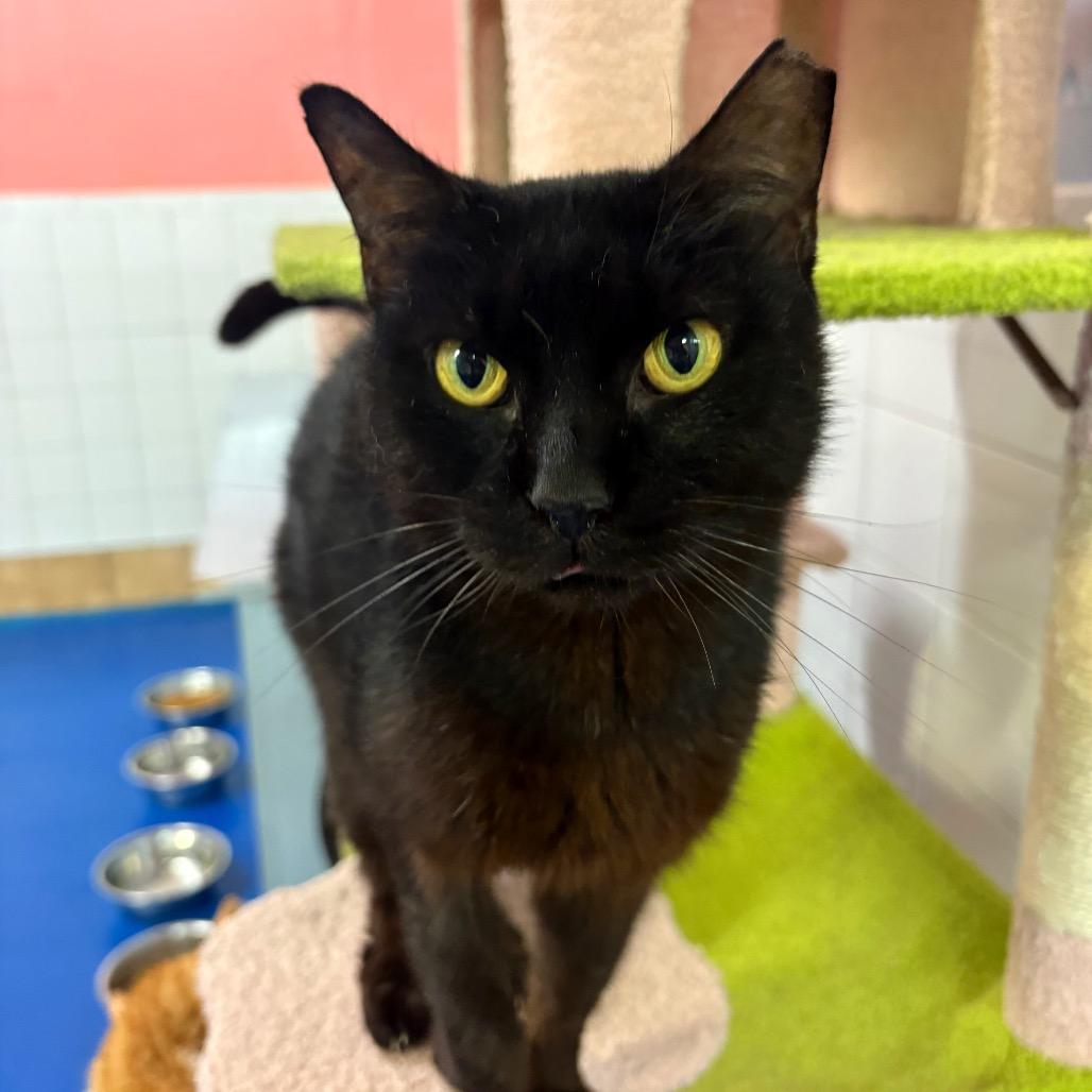 Enlarge Little Bit, a Adoptable Domestic Short Hair in Fort Lauderdale, FL image 5/6