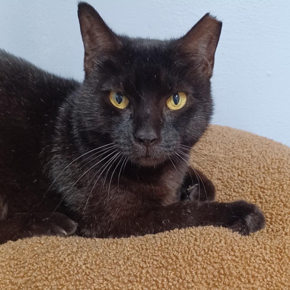 Enlarge Little Bit, a Adoptable Domestic Short Hair in Fort Lauderdale, FL image 6/6