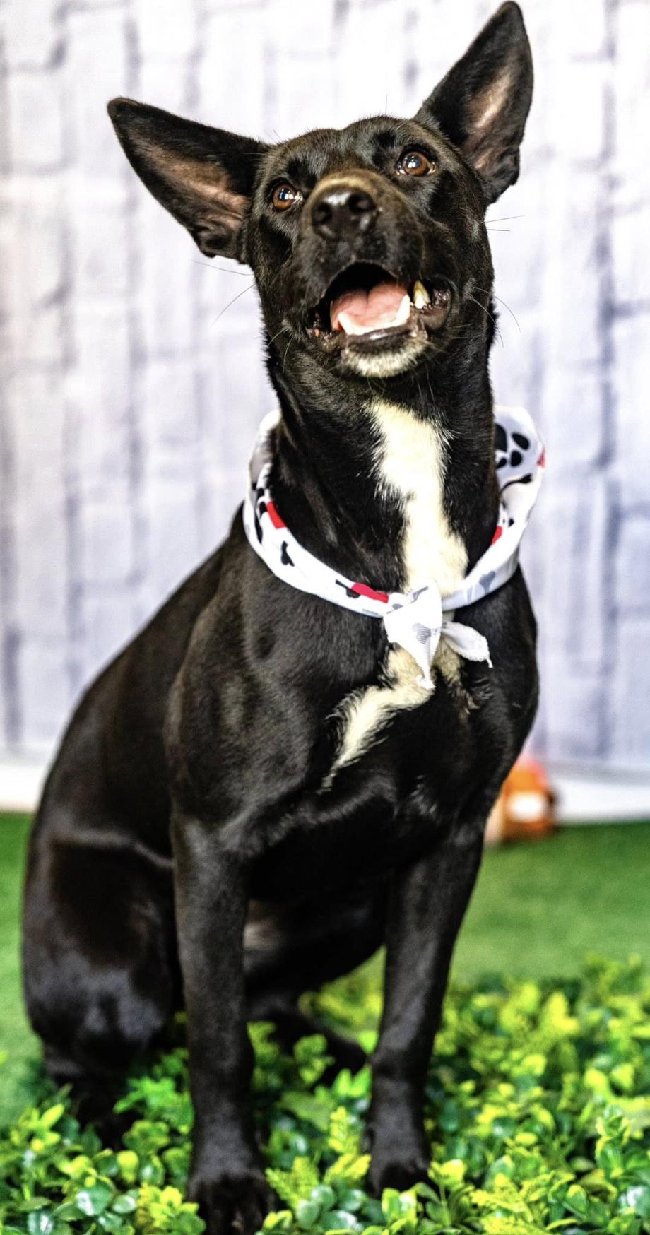 Rocky Kelpie thumbnail 3