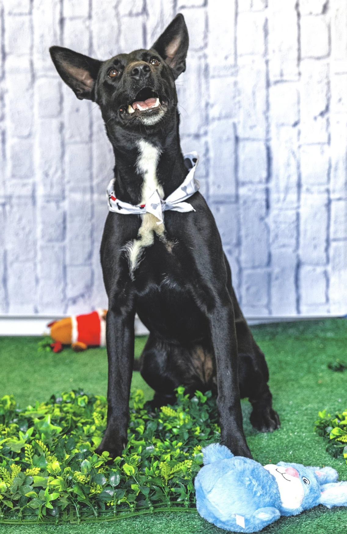 Rocky Kelpie thumbnail 4