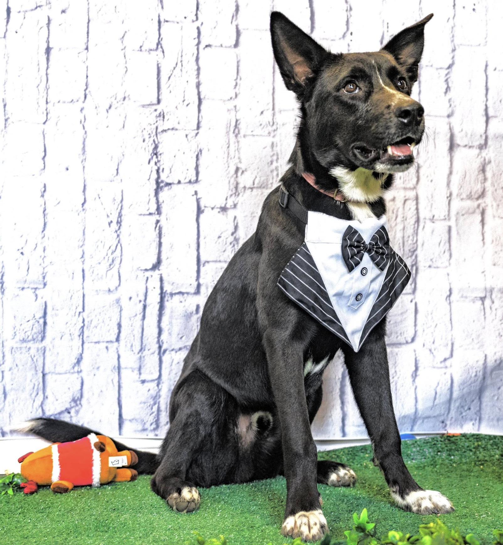 Rocky Kelpie thumbnail 5