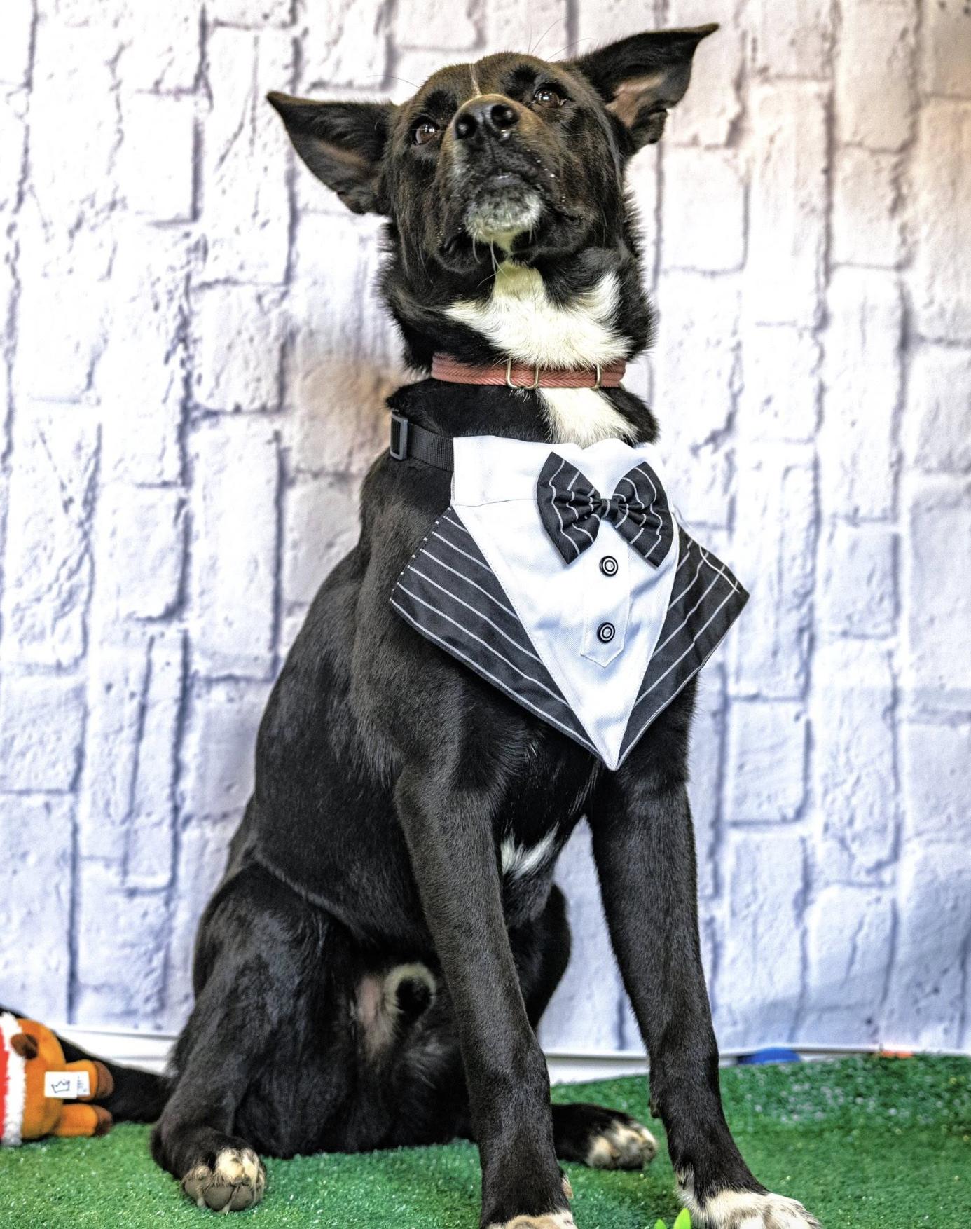 Rocky Kelpie thumbnail 6