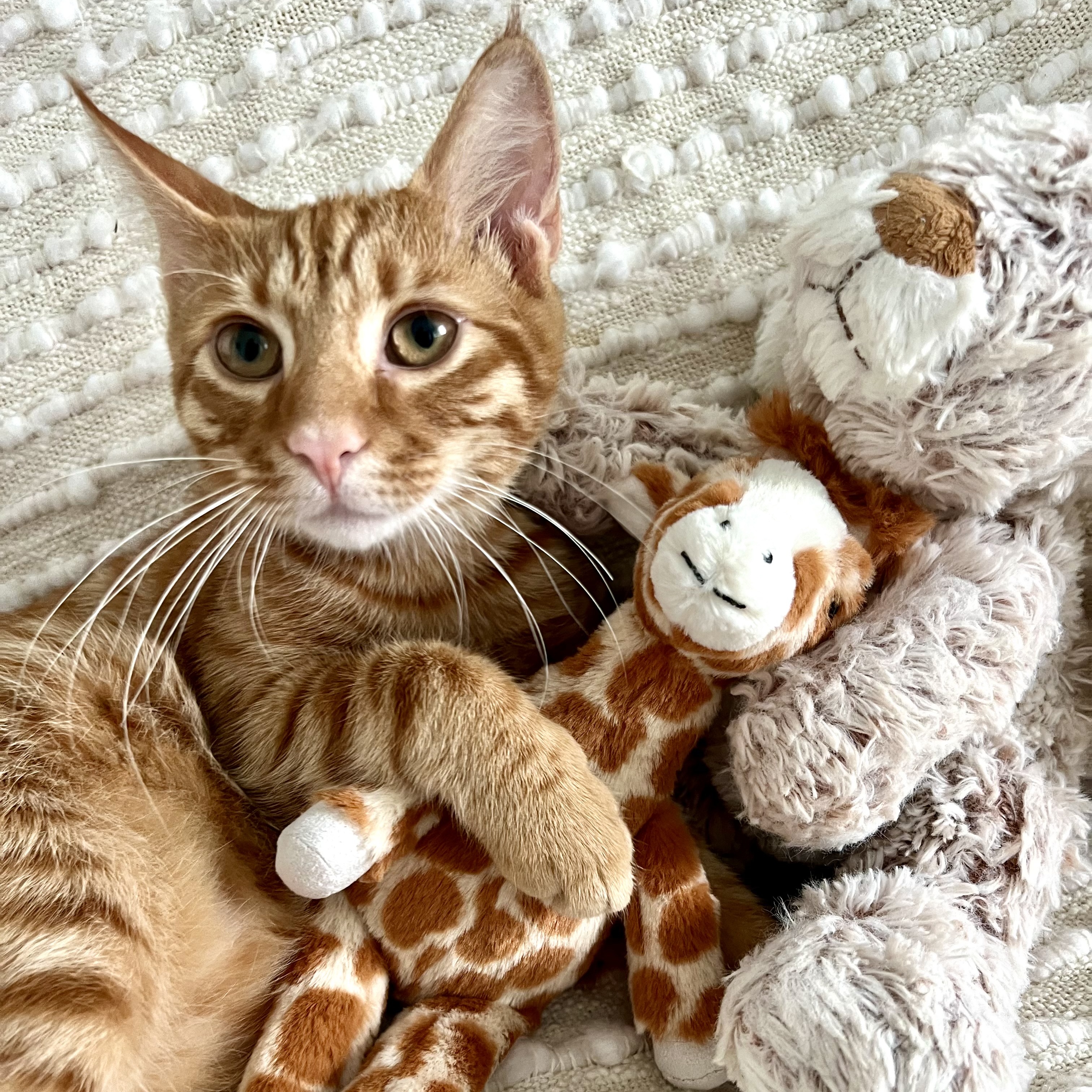 Cat for adoption Henry, a Domestic Short Hair Mix in Ridgefield, NJ