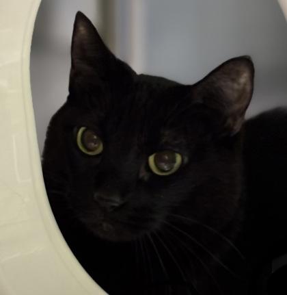 Bluebell, Adoptable, Adult Female Domestic Short Hair & Domestic Short Hair.