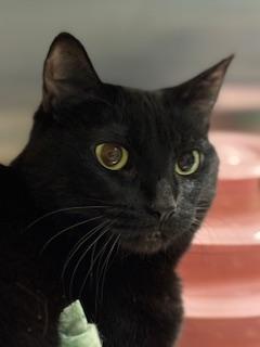Enlarge Bluebell, a Adoptable mixed breed in Fort Worth, TX image 2/3