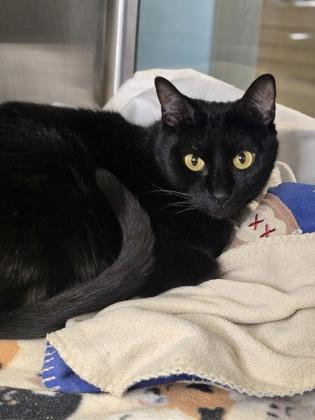Enlarge Bluebell, a Adoptable mixed breed in Fort Worth, TX image 3/3