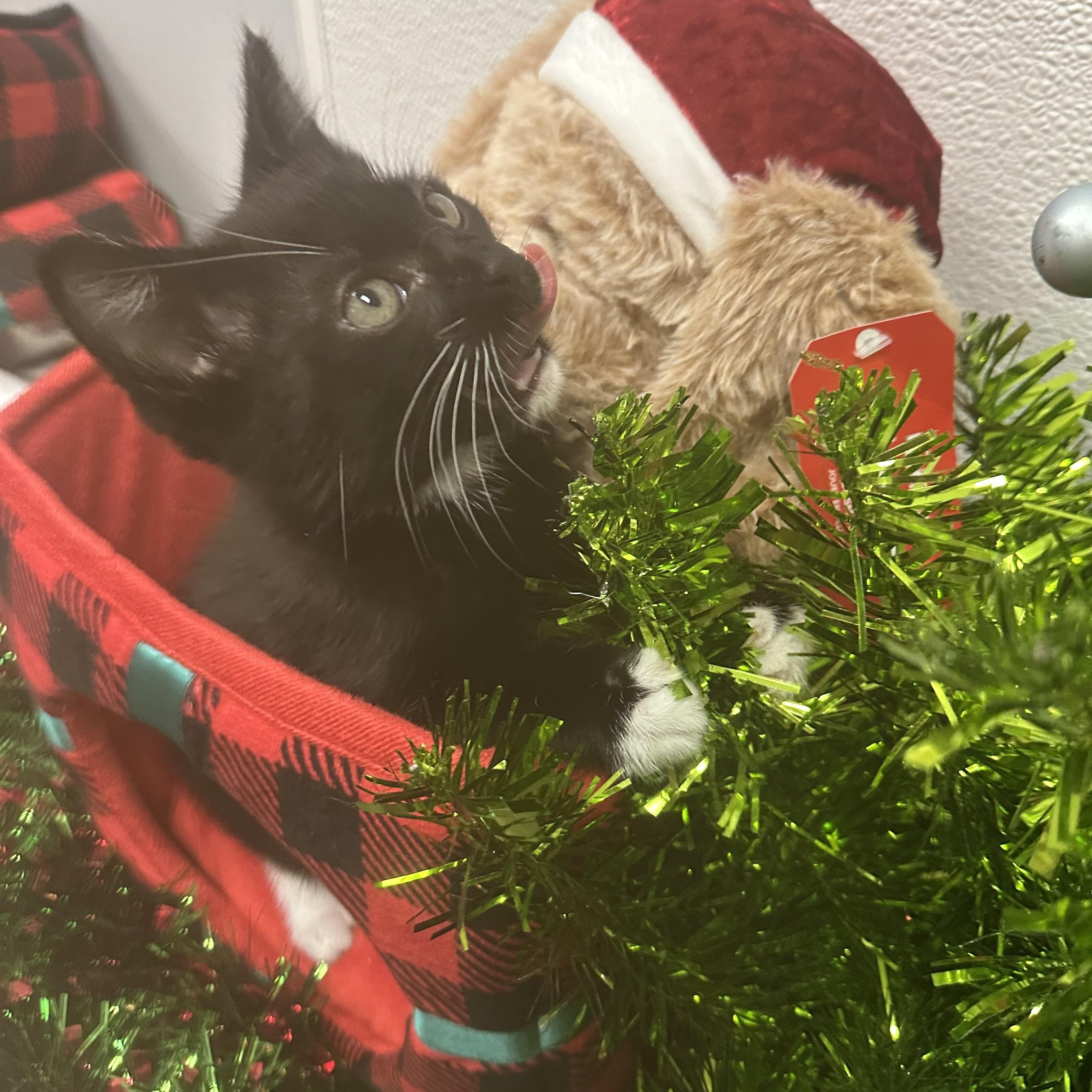 Enlarge Gus, a ADOPTABLE Domestic Short Hair in Auburn, WA image 1/1