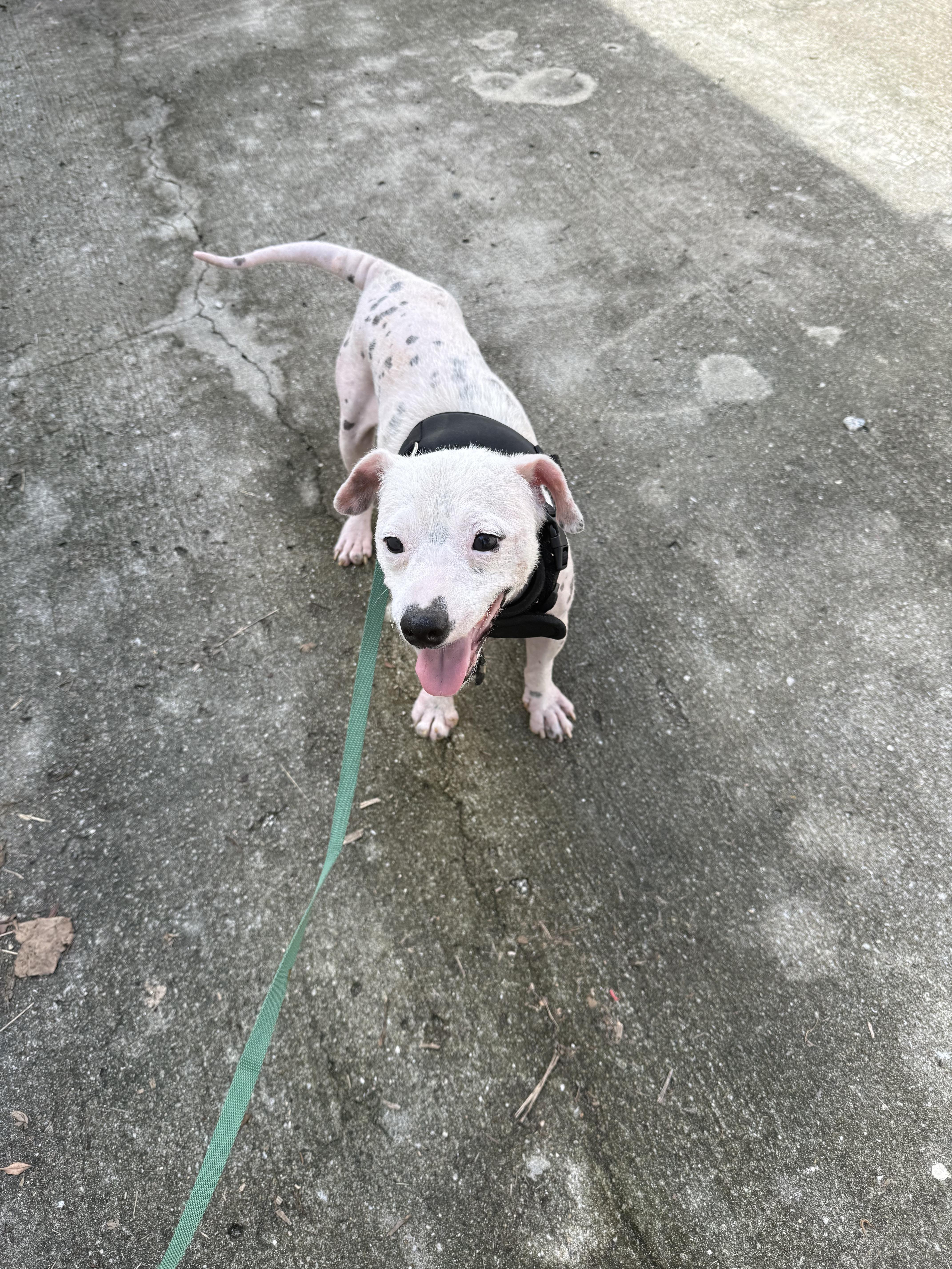 Enlarge Chance - So Full of Hope, a Adoptable mixed breed in HAMPTON, NH image 4/6