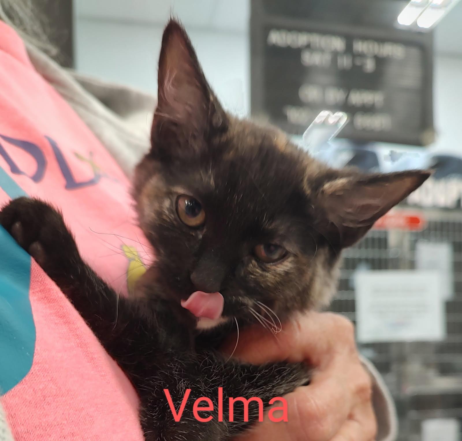 Velma