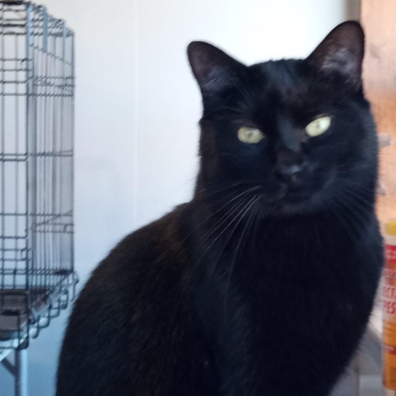 Enlarge Frank, a Adopted Bombay in Sapulpa, OK image 1/7