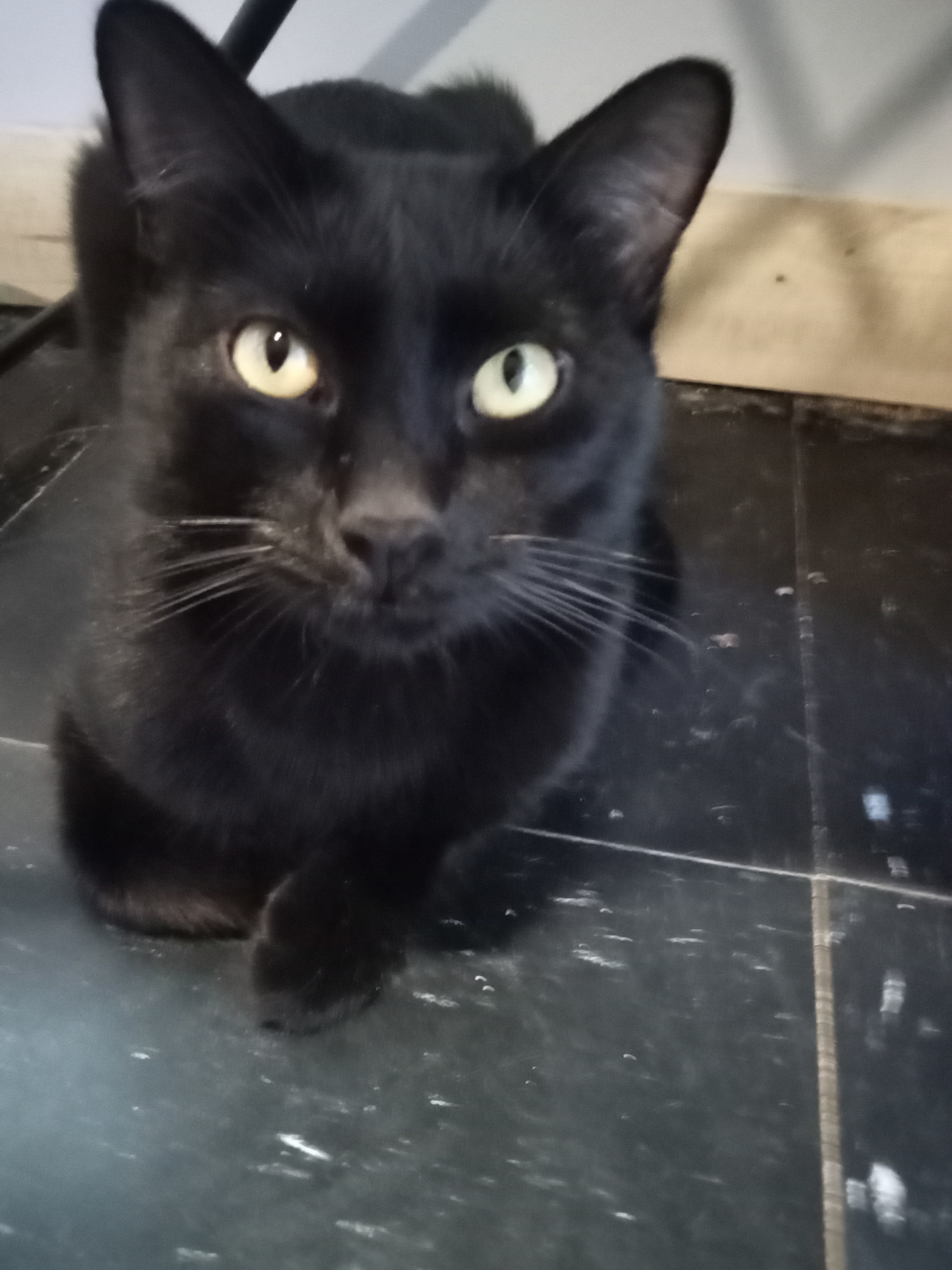 Enlarge Frank, a Adopted Bombay in Sapulpa, OK image 3/7