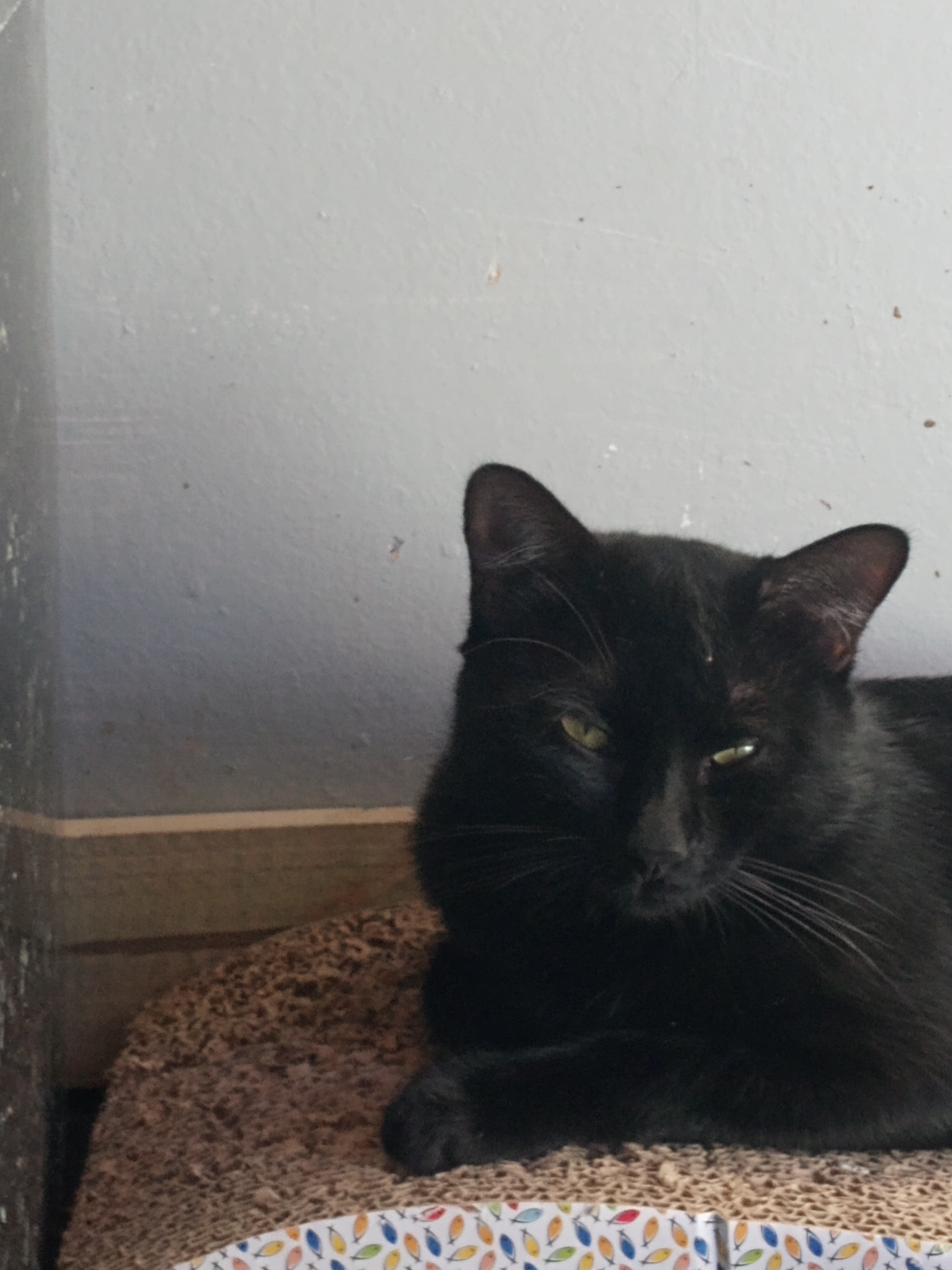 Enlarge Frank, a Adopted Bombay in Sapulpa, OK image 4/7