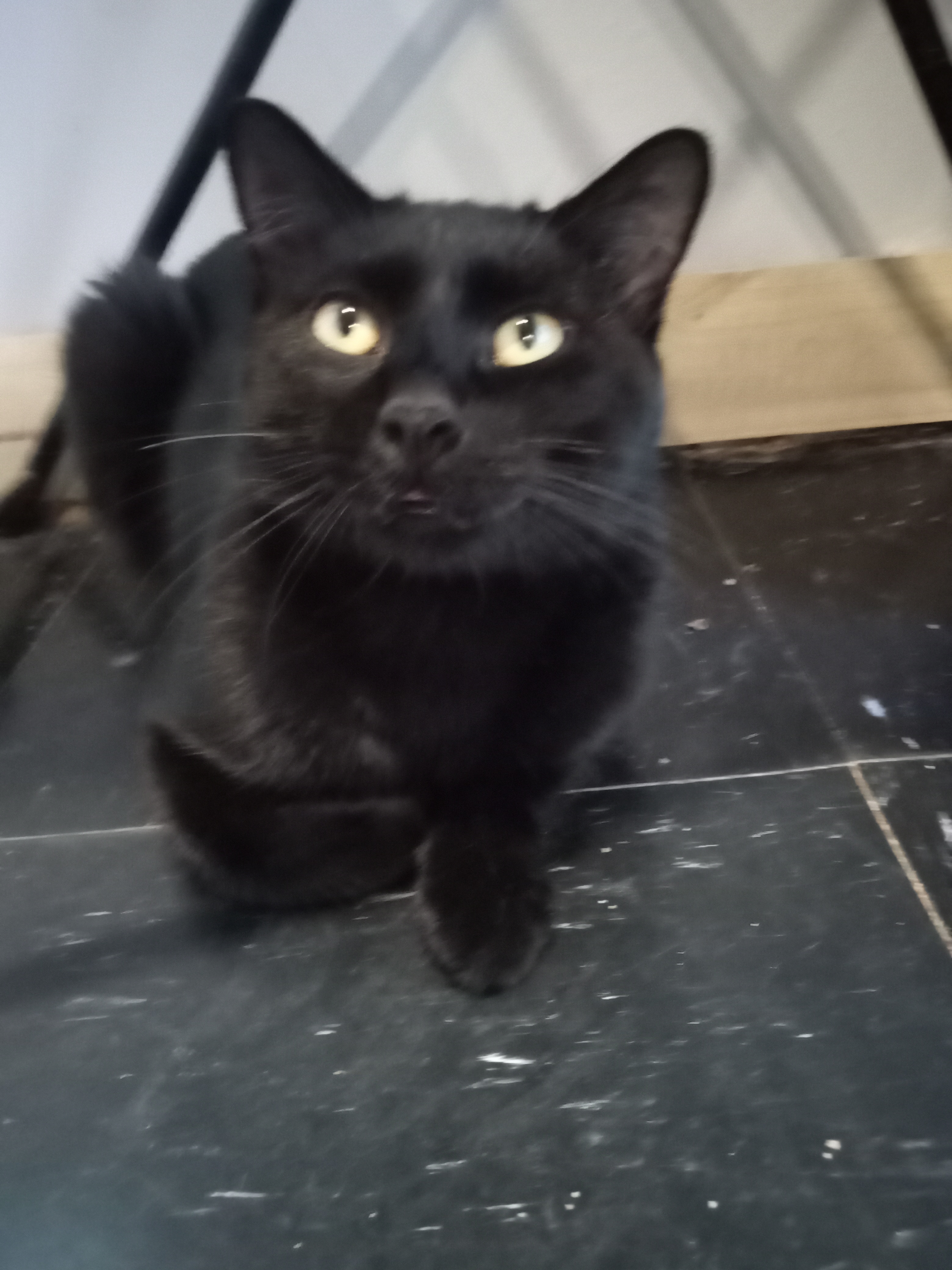 Enlarge Frank, a Adopted Bombay in Sapulpa, OK image 7/7