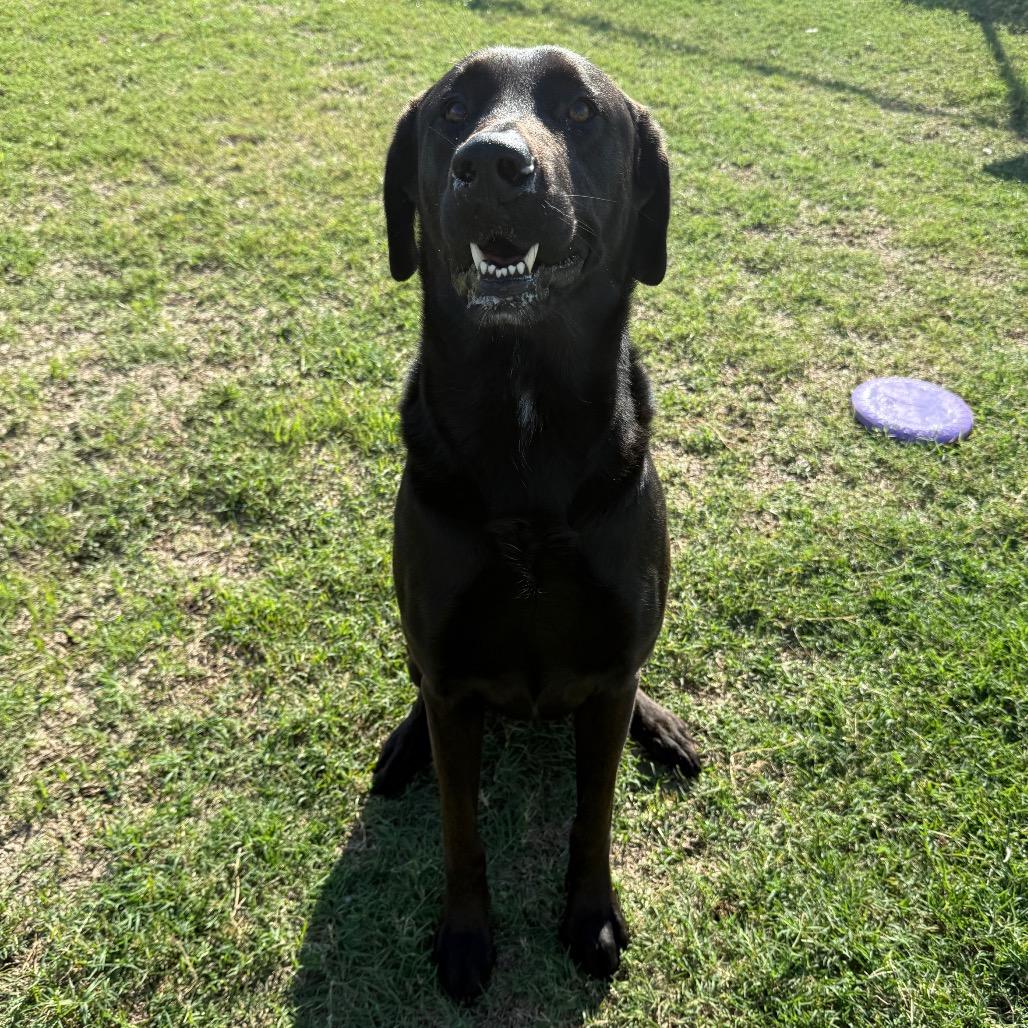 Enlarge Tourmaline, a Adoptable Black Labrador Retriever in Norman, OK image 1/6