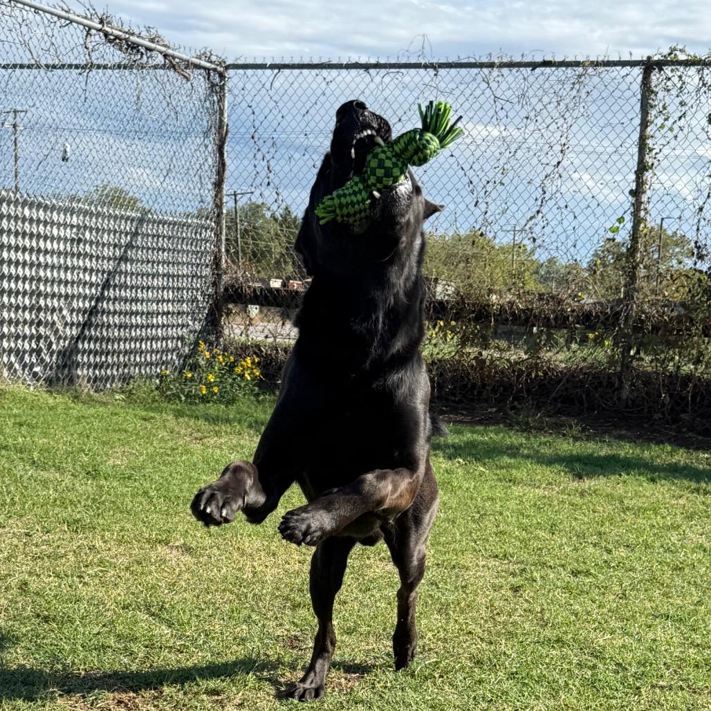 Enlarge Tourmaline, a Adoptable Black Labrador Retriever in Norman, OK image 2/6
