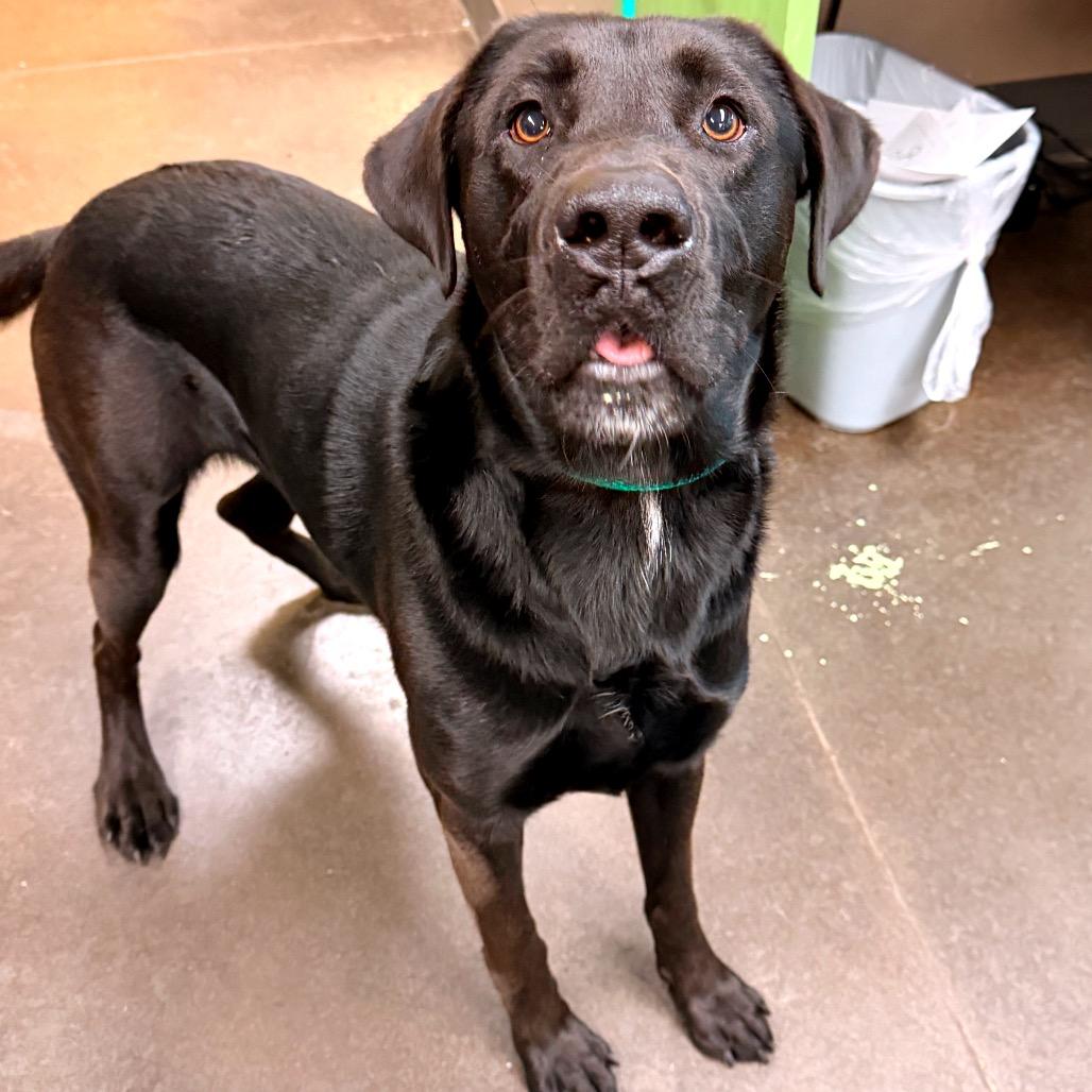 Enlarge Tourmaline, a Adoptable Black Labrador Retriever in Norman, OK image 3/6