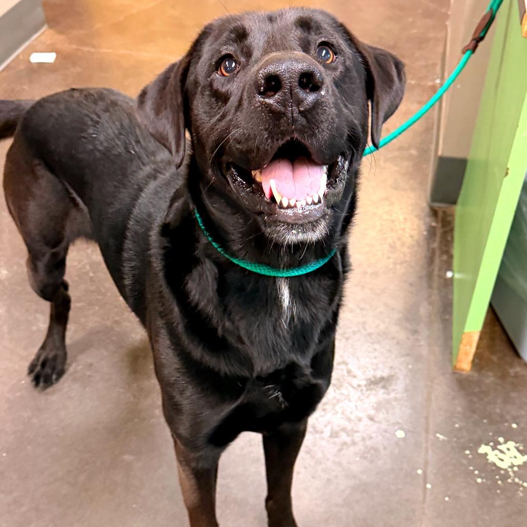Enlarge Tourmaline, a Adoptable Black Labrador Retriever in Norman, OK image 4/6