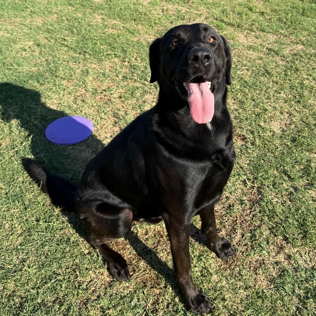 Enlarge Tourmaline, a Adoptable Black Labrador Retriever in Norman, OK image 5/6