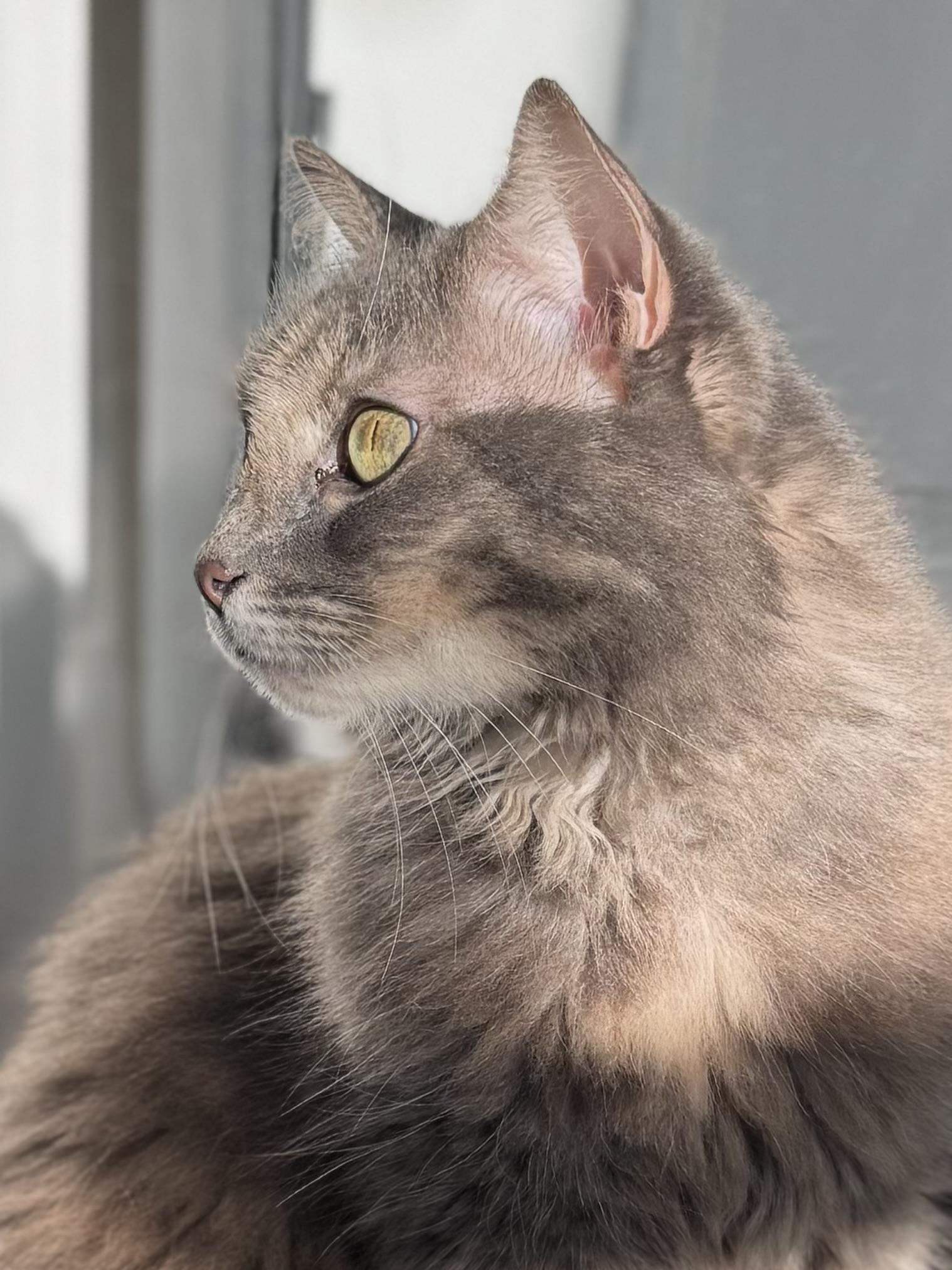Fluff-love, an adoptable Nebelung, Domestic Long Hair in St Petersburg, FL, 33710 | Photo Image 1