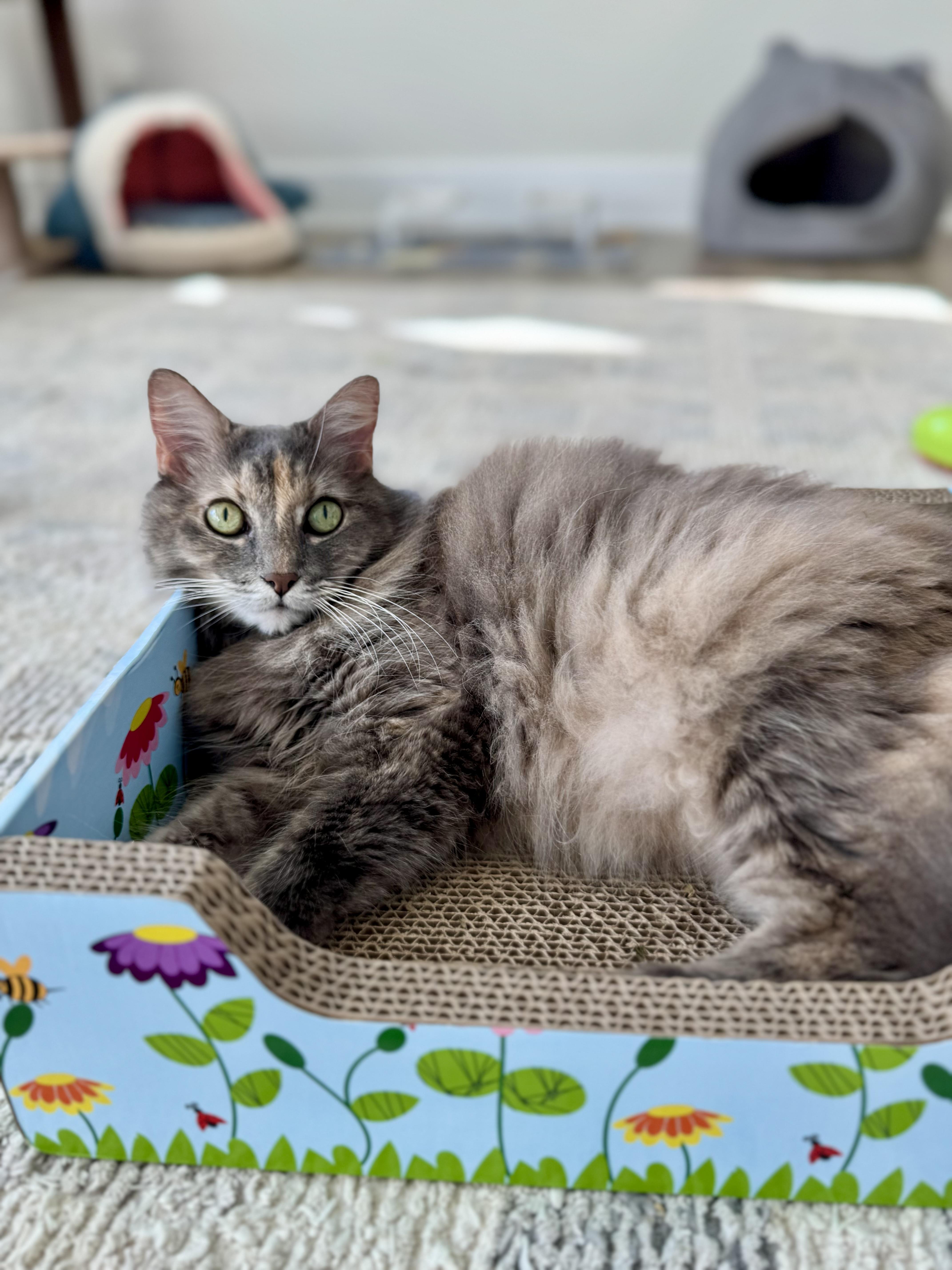 Fluff-love, an adoptable Nebelung, Domestic Long Hair in St Petersburg, FL, 33710 | Photo Image 4