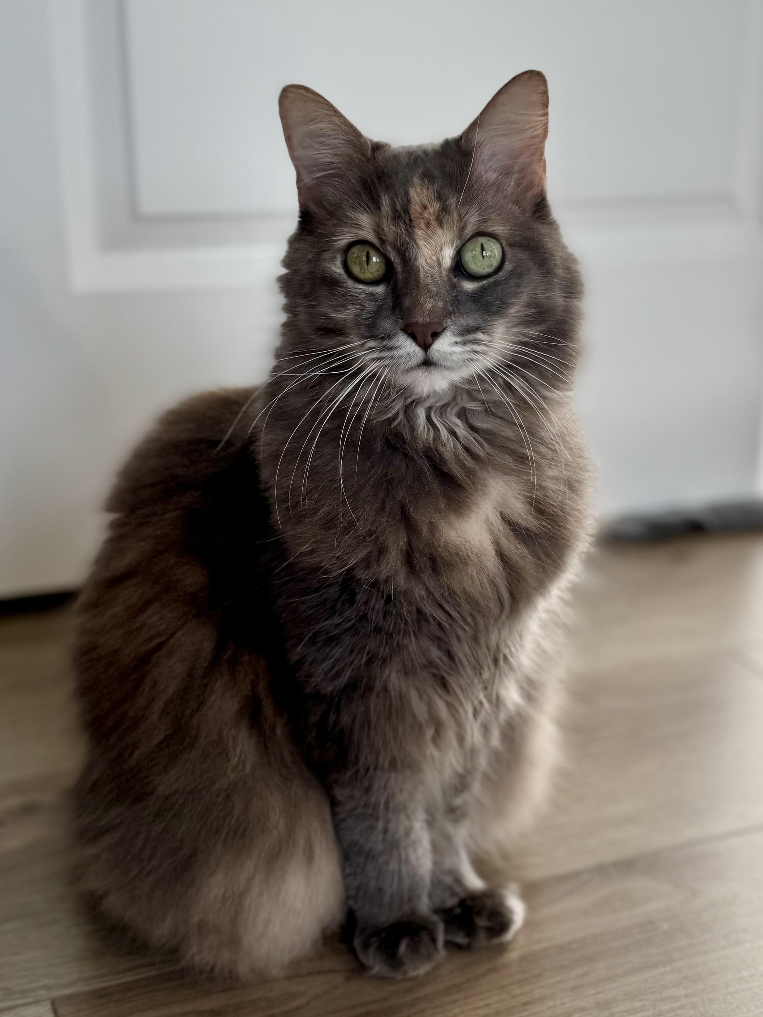 Fluff-love, an adoptable Nebelung, Domestic Long Hair in St Petersburg, FL, 33710 | Photo Image 2