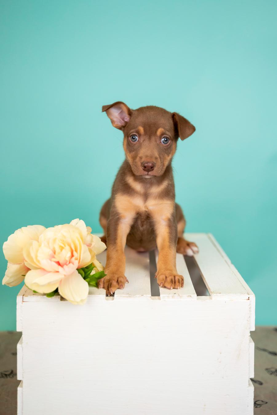 Enlarge 296-26, an adopted mixed breed in Brighton, CO image 1/1