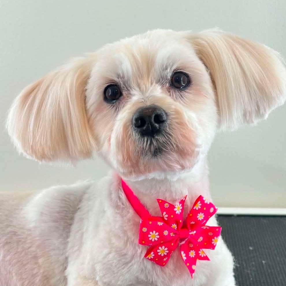 Shilo, a Adoptable mixed breed in Calgary, AB image 1/5
