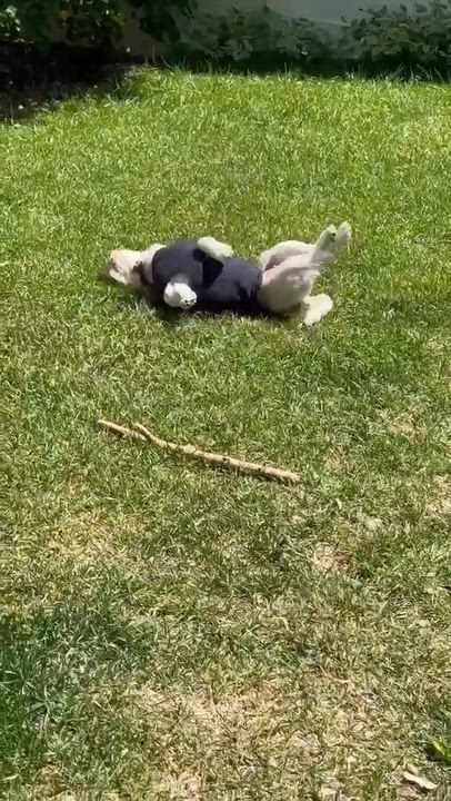 Enlarge Shilo, a Adoptable mixed breed in Calgary, AB video 5/5