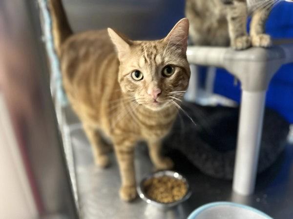 Enlarge Otis, a Adoptable mixed breed in Sherwood, OR image 1/1