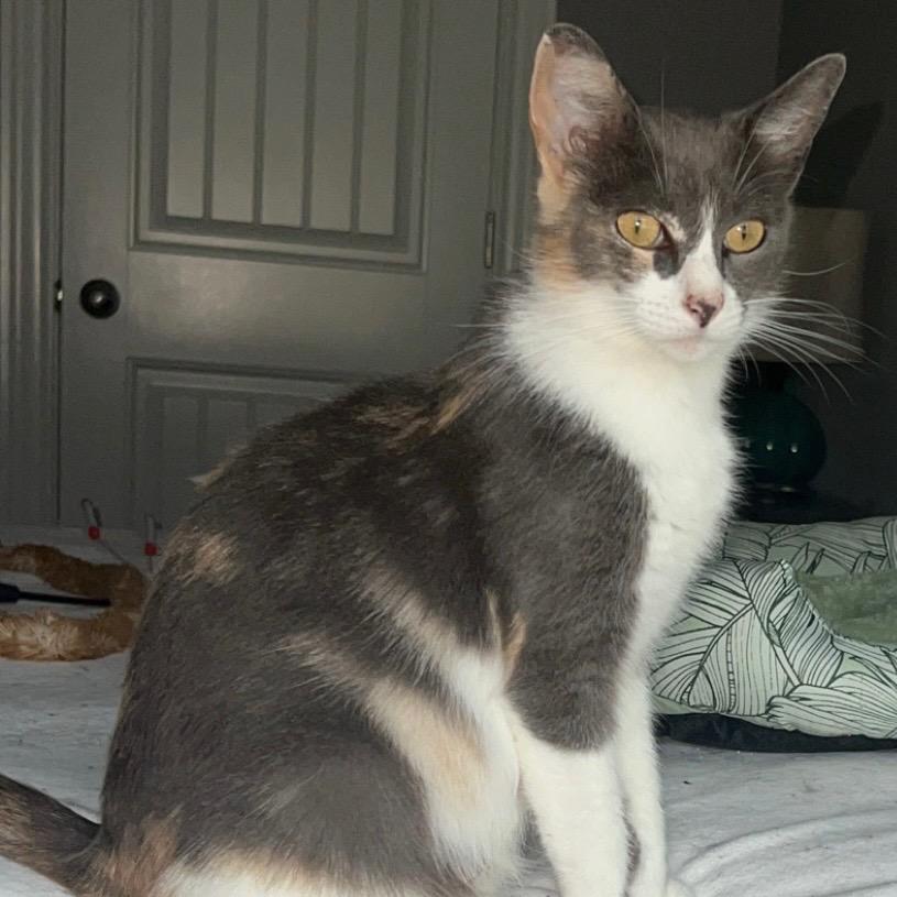 Spin Cycle, Adoptable, Young Female Domestic Short Hair.
