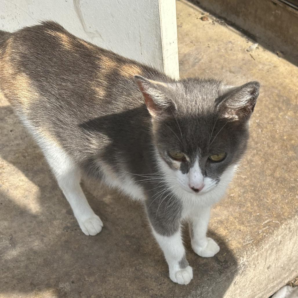 Enlarge Spin Cycle, a Adoptable Domestic Short Hair in Boerne, TX image 2/4